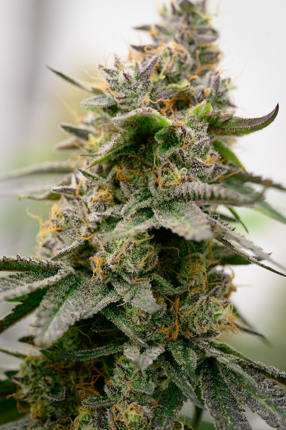 Detailaufnahme einer Cannabisblüte